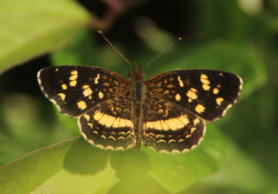 Anthanassa tulcis; Pale-banded Crescent; male