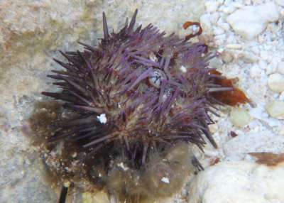 Atlantic Purple Urchin
