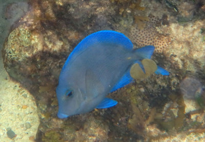 Blue Tang