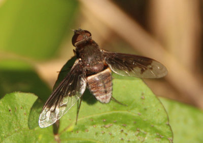 Exoprosopa Bee Fly species
