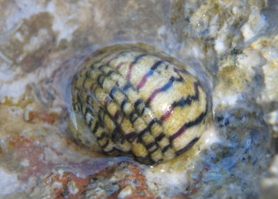 Four-toothed Nerite