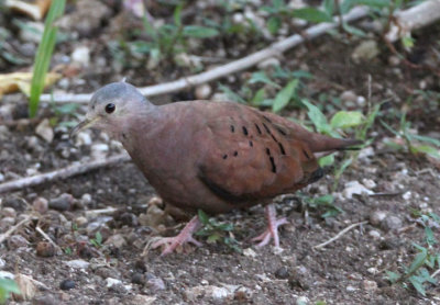 Ruddy Ground-Dove; male