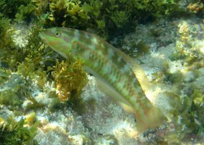 Slippery Dick Wrasse; initial phase