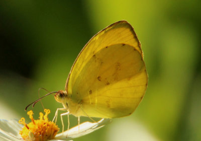 Eurema dina; Dina Yellow; male