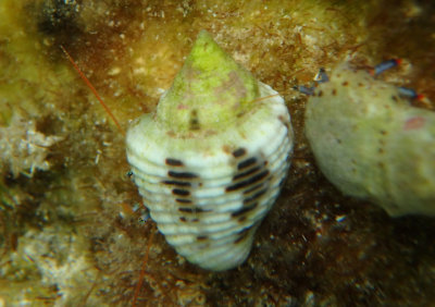 Hermit Crab species inhabiting Common Dove Shell