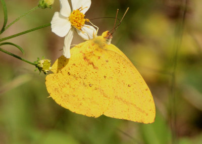 Phoebis agarithe; Large Orange Sulphur; male