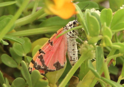 8105 - Utetheisa ornatrix; Ornate Bella Moth