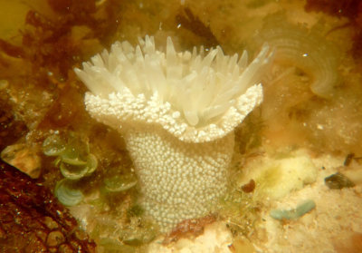 Sea Anemone species