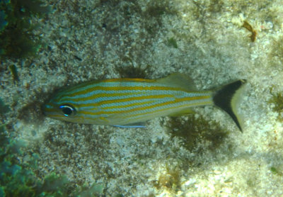 Bluestriped Grunt