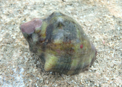 Deltoid Rock Shell