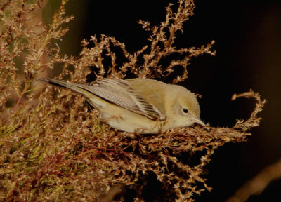 Pine Warbler; female