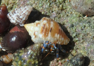 Tricolored Hermit Crab inhabiting Common Dove Shell