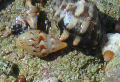 Tricolored Hermit Crabs inhabiting Smooth Dove Shell (left) and Rustic Rock Shell