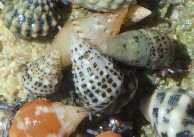 Tricolored Hermit Crabs inhabiting Stocky Cerith Shells
