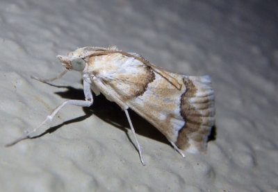 4828 - Pseudoschinia elautalis; Crambid Snout Moth species