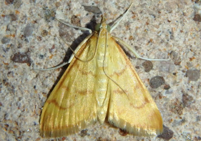 4978 - Neohelvibotys arizonensis; Crambid Snout Moth species