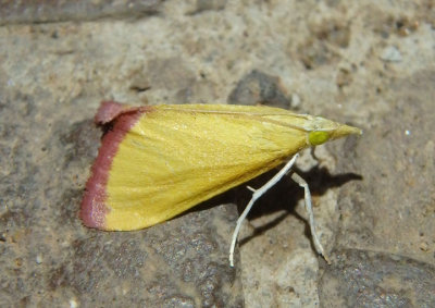 4990 - Xanthostege plana; Pyralid Moth species