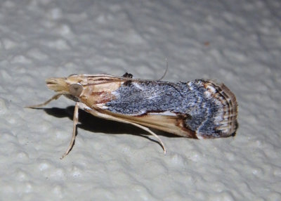 4993 - Loxostege albiceralis; Crambid Snout Moth species
