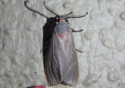 8250 - Pygarctia murina; Mousey Tiger Moth; male