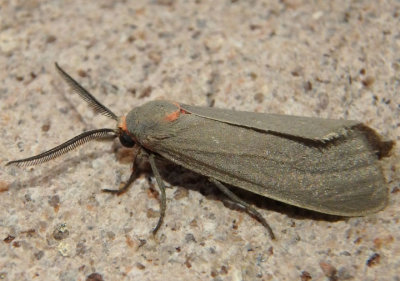 8250 - Pygarctia murina; Mousey Tiger Moth; male