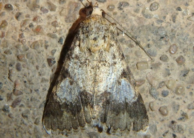 8613 - Forsebia perlaeta; Forsebia Moth; female