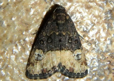 9031 - Ozarba propera; Owlet Moth species