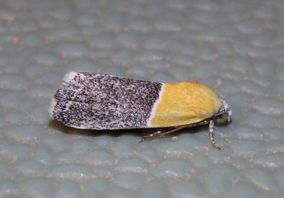 9086 - Ponometia clausula; Bird Dropping Moth species