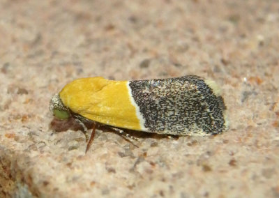 9086 - Ponometia clausula; Bird Dropping Moth species