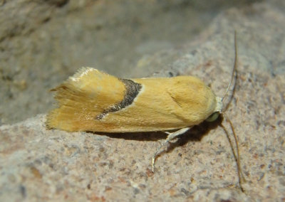 9087 - Ponometia venustula; Bird Dropping Moth species; female