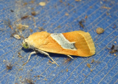 9087 - Ponometia venustula; Bird Dropping Moth species; male
