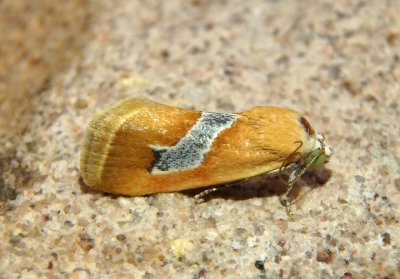 9087 - Ponometia venustula; Bird Dropping Moth species; male