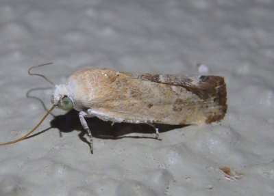 9102 - Ponometia fasciatella; Bird Dropping Moth species