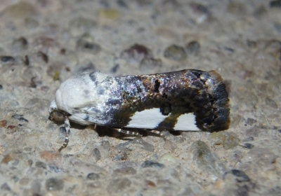 9142 - Tarache quadriplaga; Bird Dropping Moth species