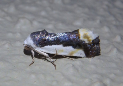 9149 - Tarache expolita; Bird Dropping Moth species