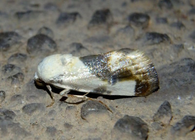 9150 - Tarache arida; Bird Dropping Moth species