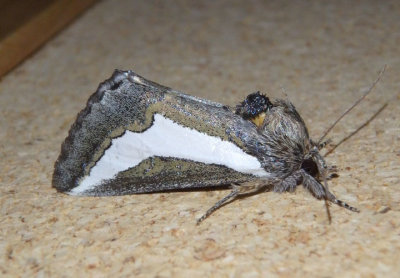 9308 - Euscirrhopterus cosyra; Staghorn Cholla Moth