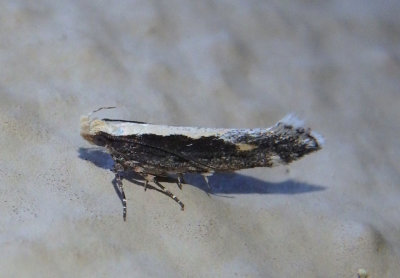1733.1 - Aristotelia corallina; Twirler Moth species