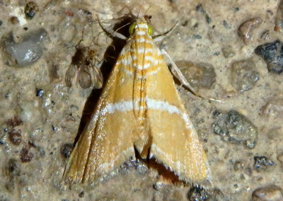 4866-4867 - Abegesta Pyralid Moth species