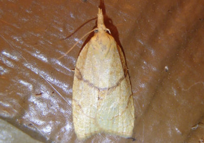 3721 - Cenopis mesospila; Tortricid Moth species