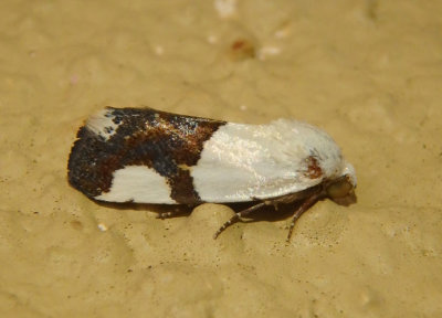 9094 - Ponometia cuta; Bird Dropping Moth species