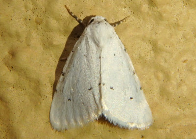 11216 - Grotella blanca; Owlet Moth species