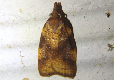 3721.1 - Cenopis eulongicosta; Tortricid Moth species