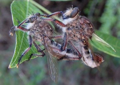 Asilinae Robber Fly species pair