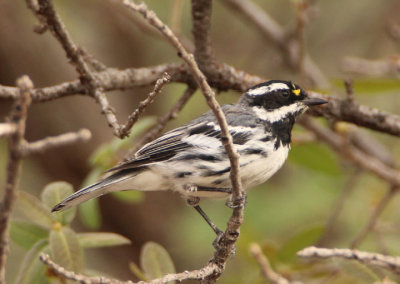 Black-throated Gray Warbler; male