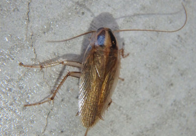 Blattella vaga; Field Cockroach; exotic