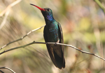 Broad-billed Hummingbird; male