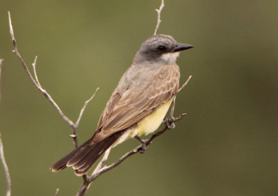 Cassin's Kingbird