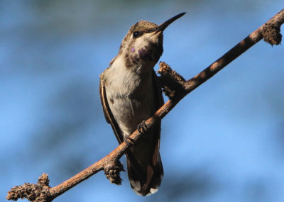 Costa's Hummingbird; immature male