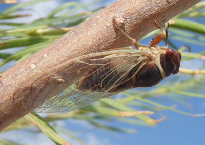 Diceroprocta apache; Citrus Cicada