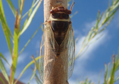 Diceroprocta apache; Citrus Cicada